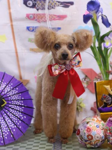 20240505ももちゃん